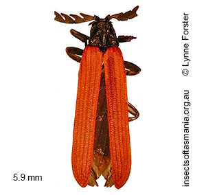 Porrostoma rufipennis