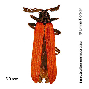 Porrostoma rufipennis