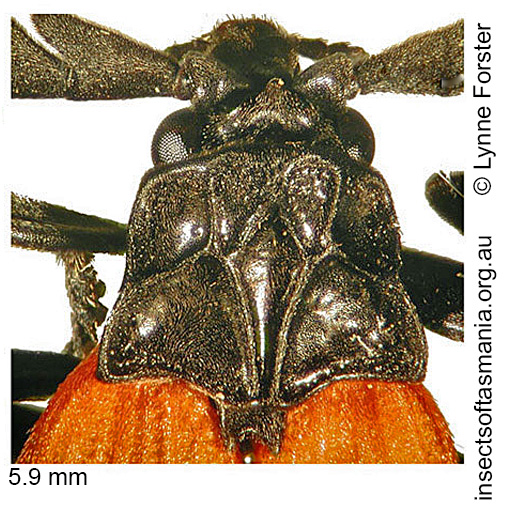 Species image