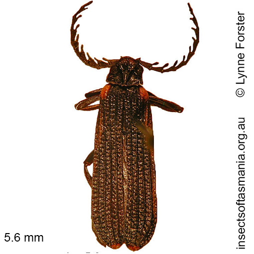 Species image