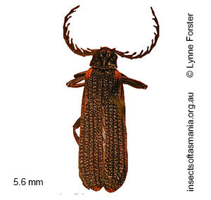 Porrostoma simsoni
