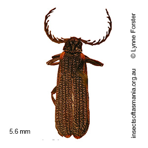Porrostoma simsoni