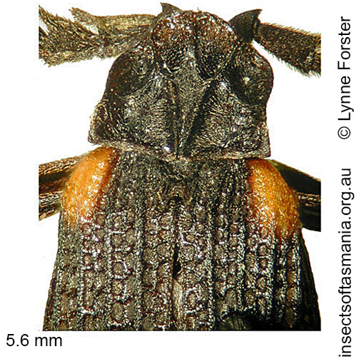 Species image