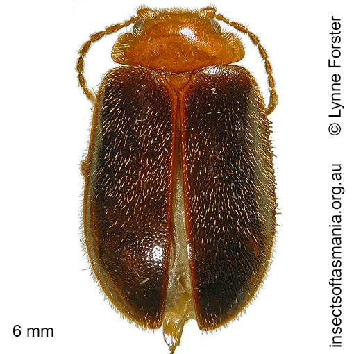 Species image