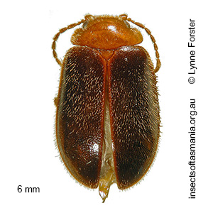 Macrodascillus insolitus