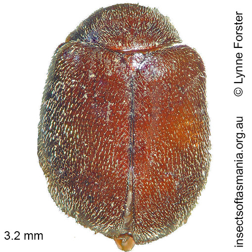 Species image