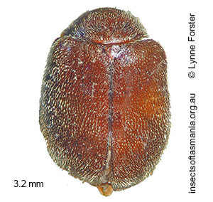 Perplexacara latusmandibulara