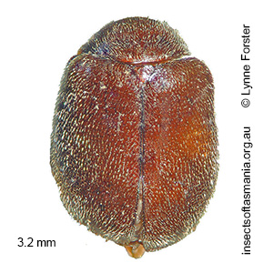 Perplexacara latusmandibulara
