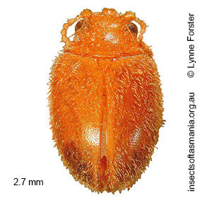 Prionocyphon warra