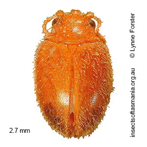Prionocyphon warra