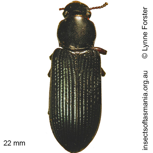Species image
