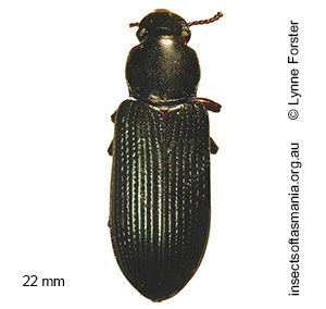 Promethis nigra