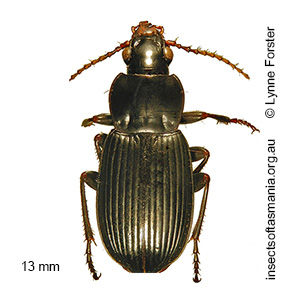 Prosopogmus chalybeipennis