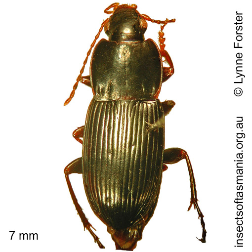 Species image