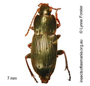 Prosopogmus tasmanicus