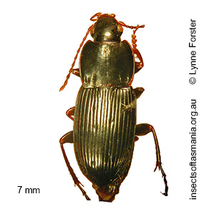 Prosopogmus tasmanicus