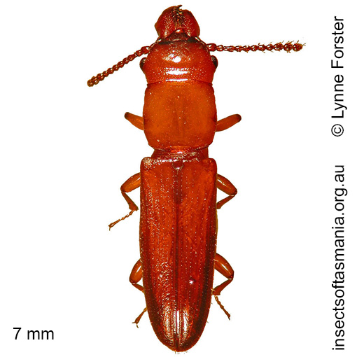 Species image
