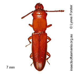 Prostomis atkinsoni