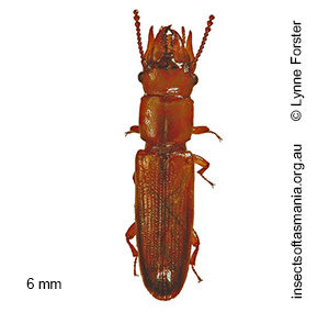 Prostomis cornuta