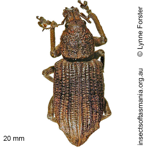 Species image