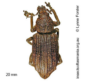 Prostomus murinus