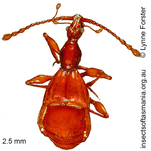 Species image