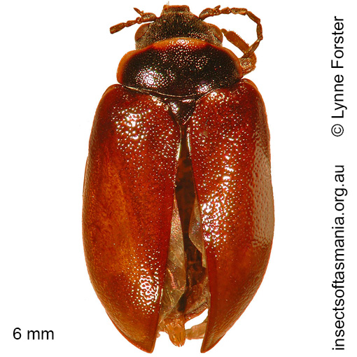 Species image