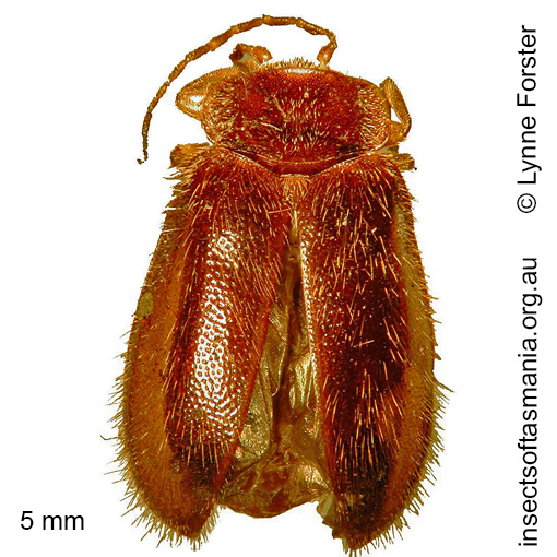 Species image