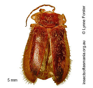 Pseudomicrocara cinctus gp TFIC sp 01