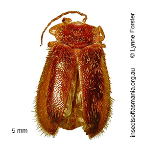 Pseudomicrocara cinctus gp TFIC sp 01