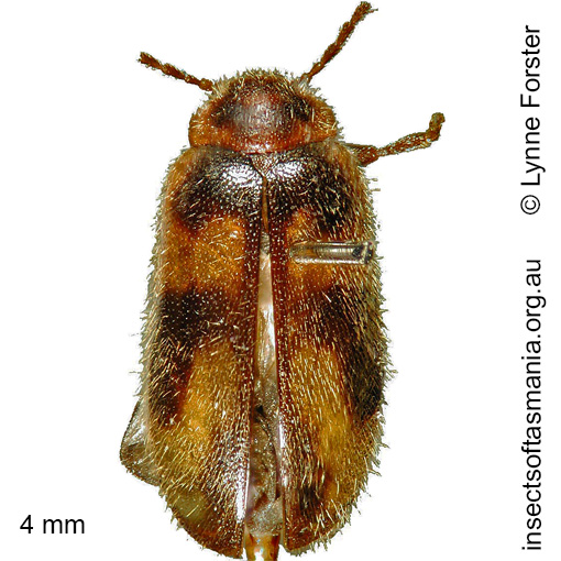 Species image