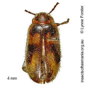 Accolabass rufusensis