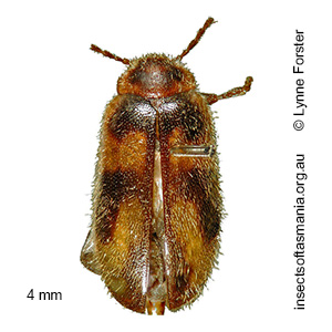 Accolabass rufusensis