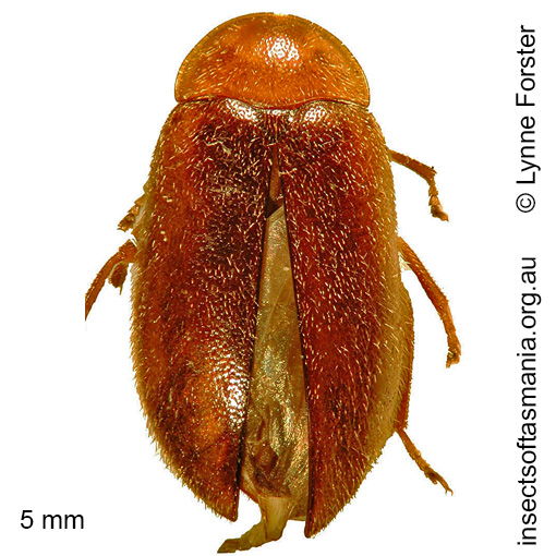 Species image