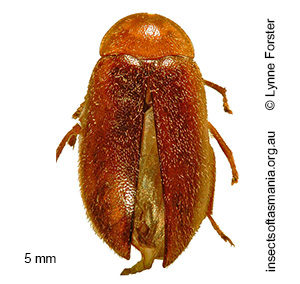 Pseudomicrocara sp 2 nr decipiens