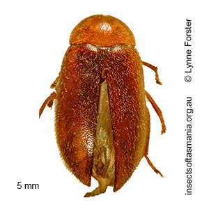 Pseudomicrocara sp 2 nr decipiens