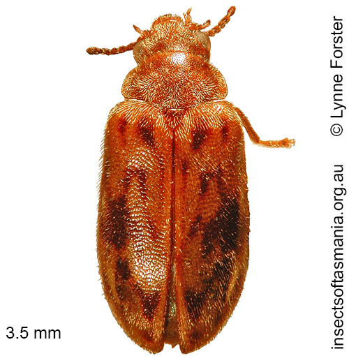 Species image