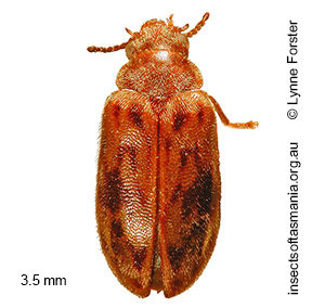 Spilotocyphon spilotus