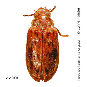 Spilotocyphon spilotus