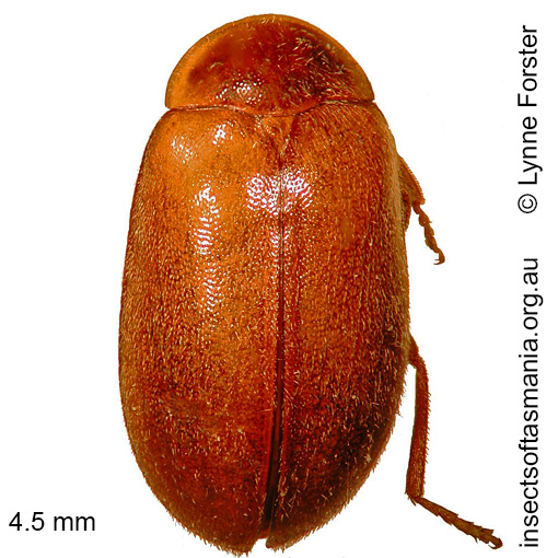 Species image