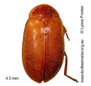 Copiacyphon uncatus