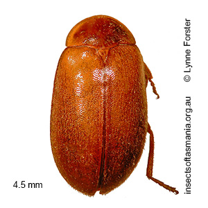 Copiacyphon uncatus