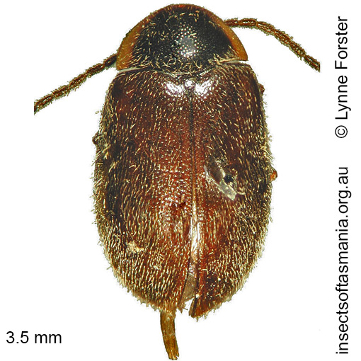 Species image
