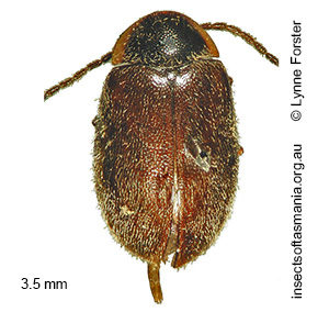 Copicyphon variabilis