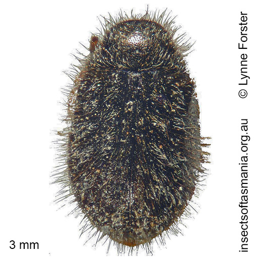 Species image
