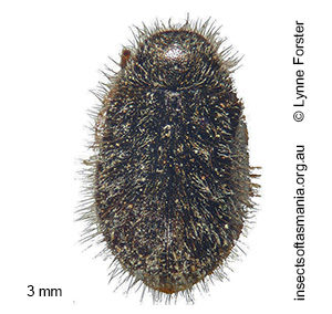 Pseudomorychus mixtus