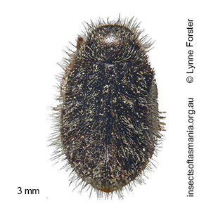Pseudomorychus mixtus