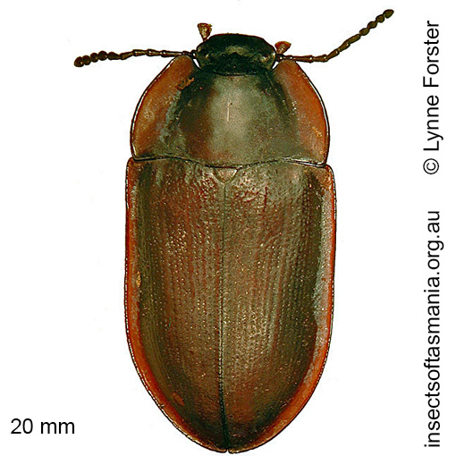 Species image