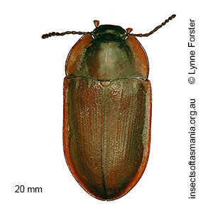 Pterohelaeus peltatus