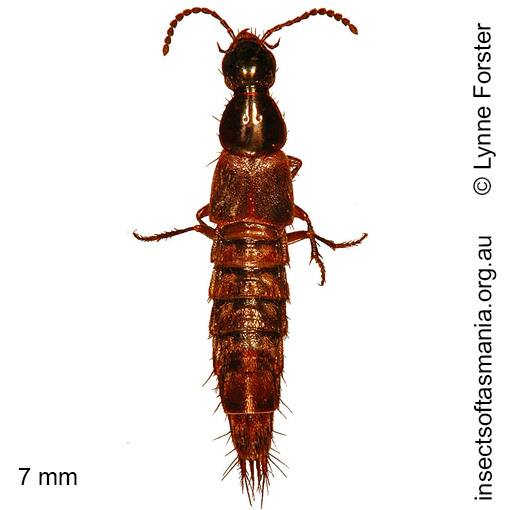 Species image